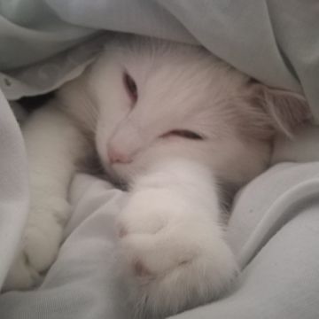 Joana - Vila Franca de Xira - Cat Sitting