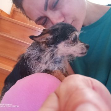 Rafaela - Viseu - Dog Walking