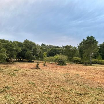 Diogo’s Lands and Gardens - Óbidos - Poda e Manutenção de Árvores