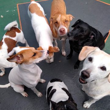 Amanda Fernandes - Nelas - Banhos e Tosquias para Animais