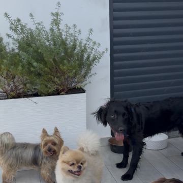 Catxorro Petsitting - Loulé - Dog Sitting