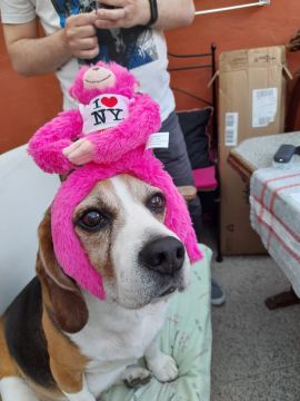 Passeador de Cães