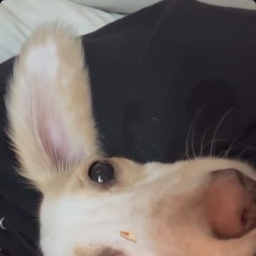 Catxorro Petsitting - Loulé - Banhos e Tosquias para Animais