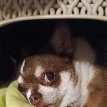 Maria Abrantes - Lisboa - Cuidar tus mascotas