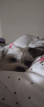 Petslover - Almada - Garderie pour chiens