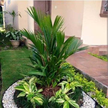 Vítor M - Maia - Tree Trimming and Maintenance