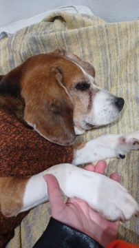 Pet Sitting e Pet Walking