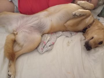 Hundepension