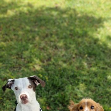 Petslover - Almada - Pension pour chiens