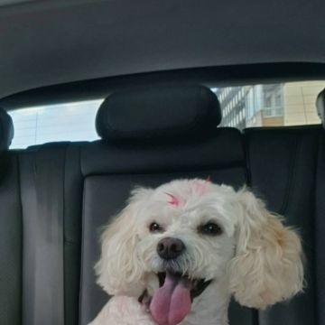 Petslover - Almada - Bains et toilettage pour animaux