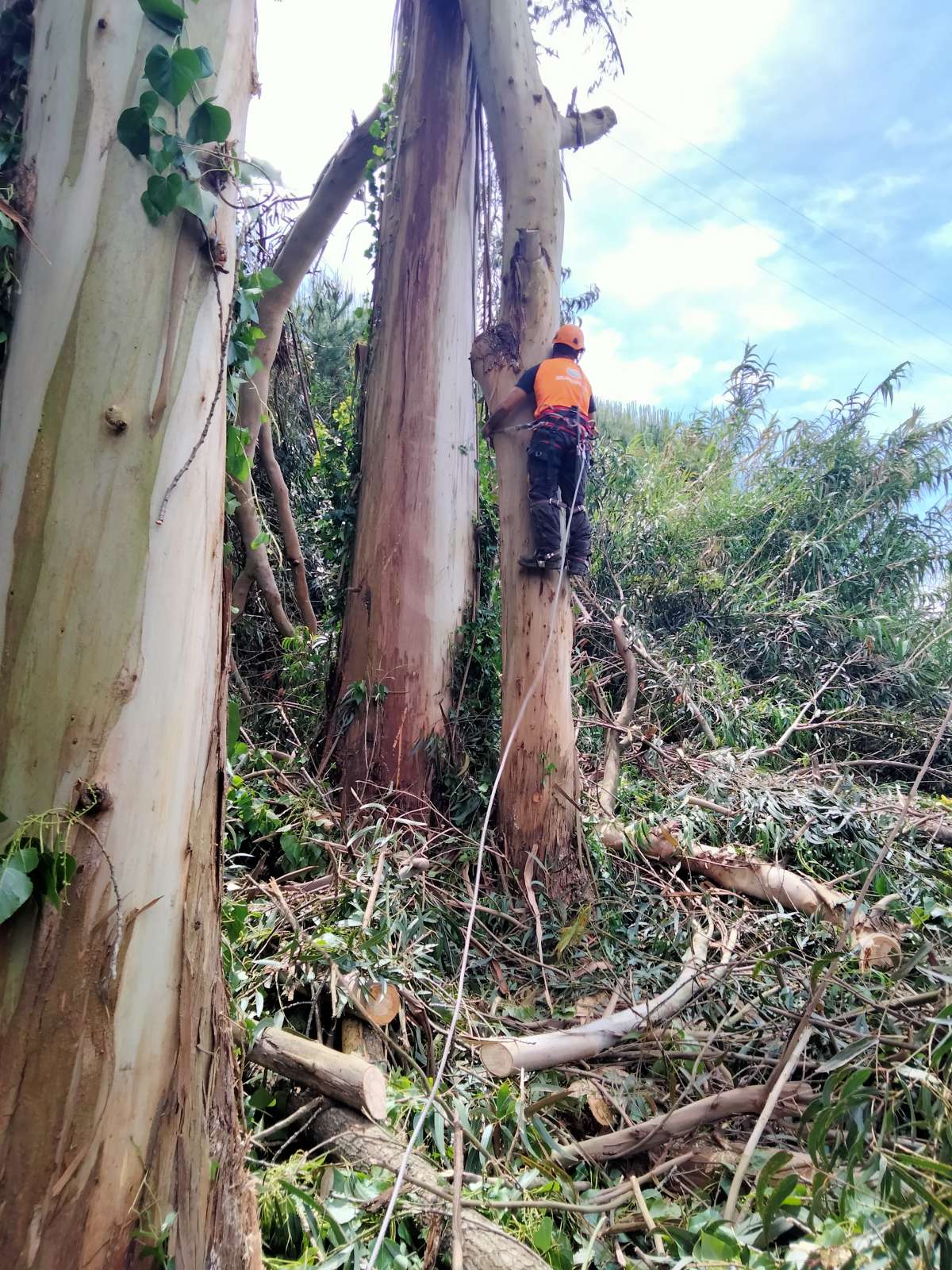 David Antunes - Lousã - Tree Trimming and Maintenance