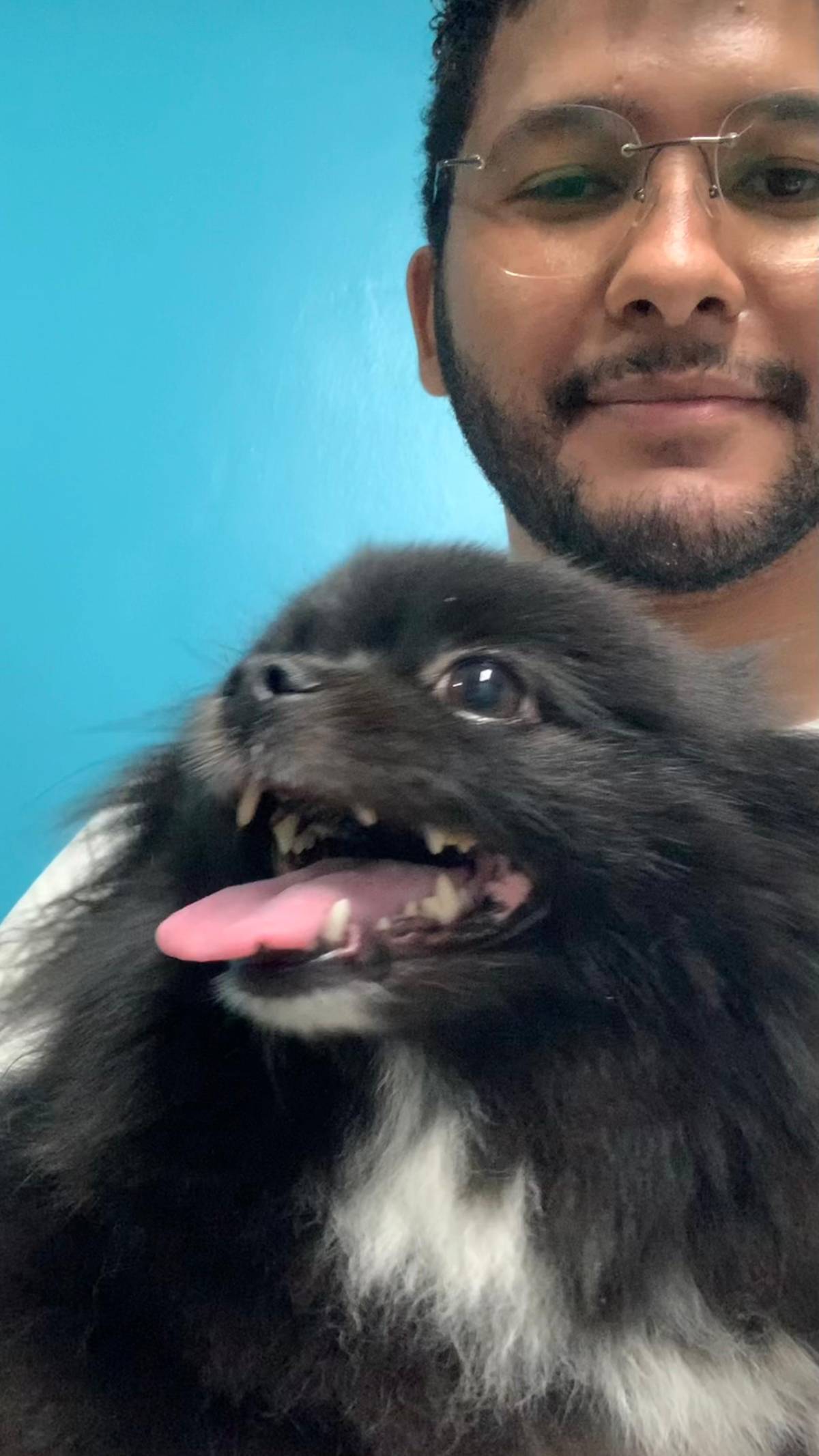 Solano - Matosinhos - Cuidar tus perros