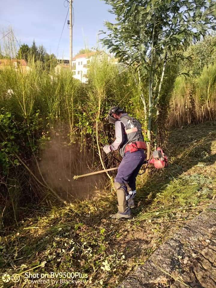 Serviços de limpezas Passa Aqui - Covilhã - Remoção de Arbustos