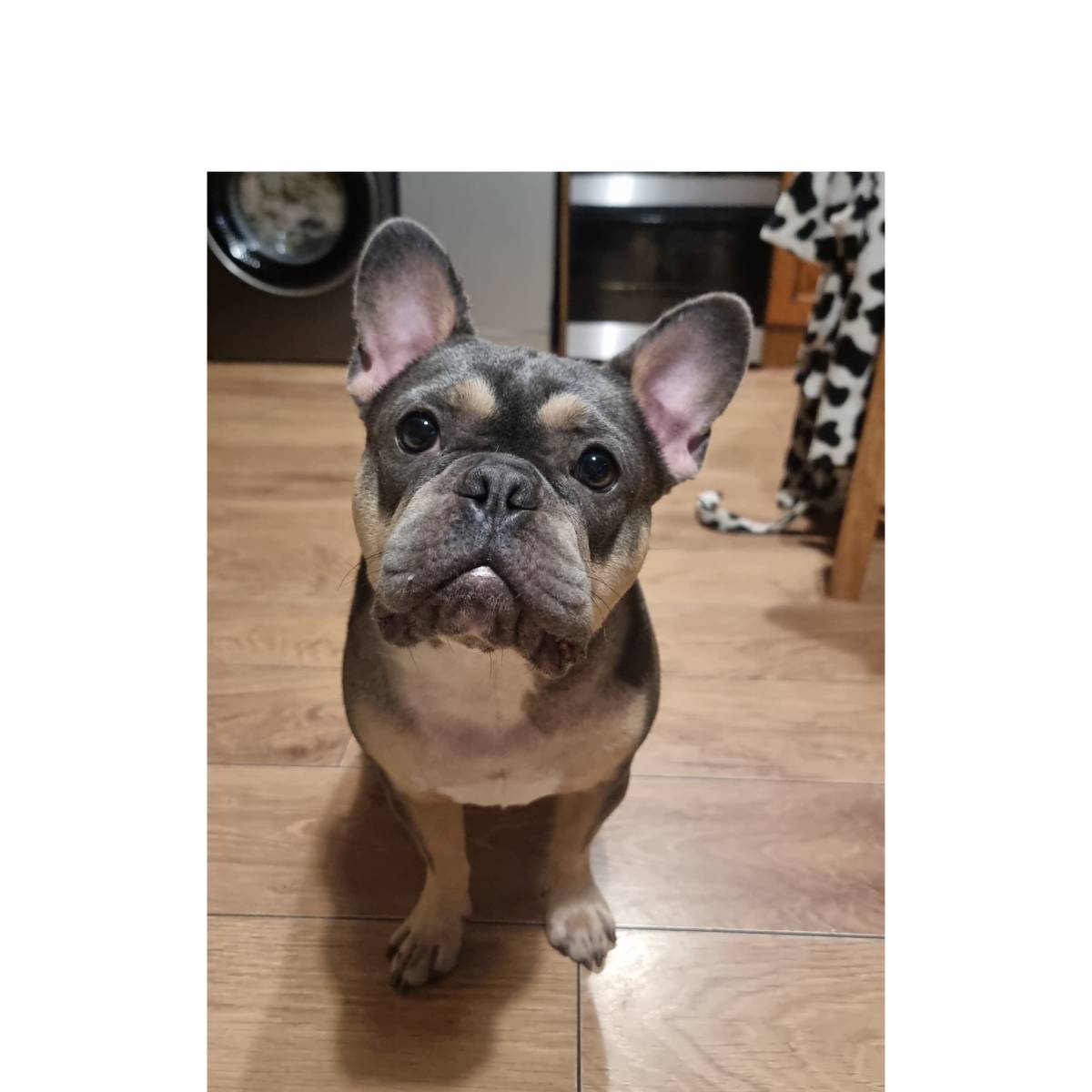 Danielle - Lisboa - Dog Sitting