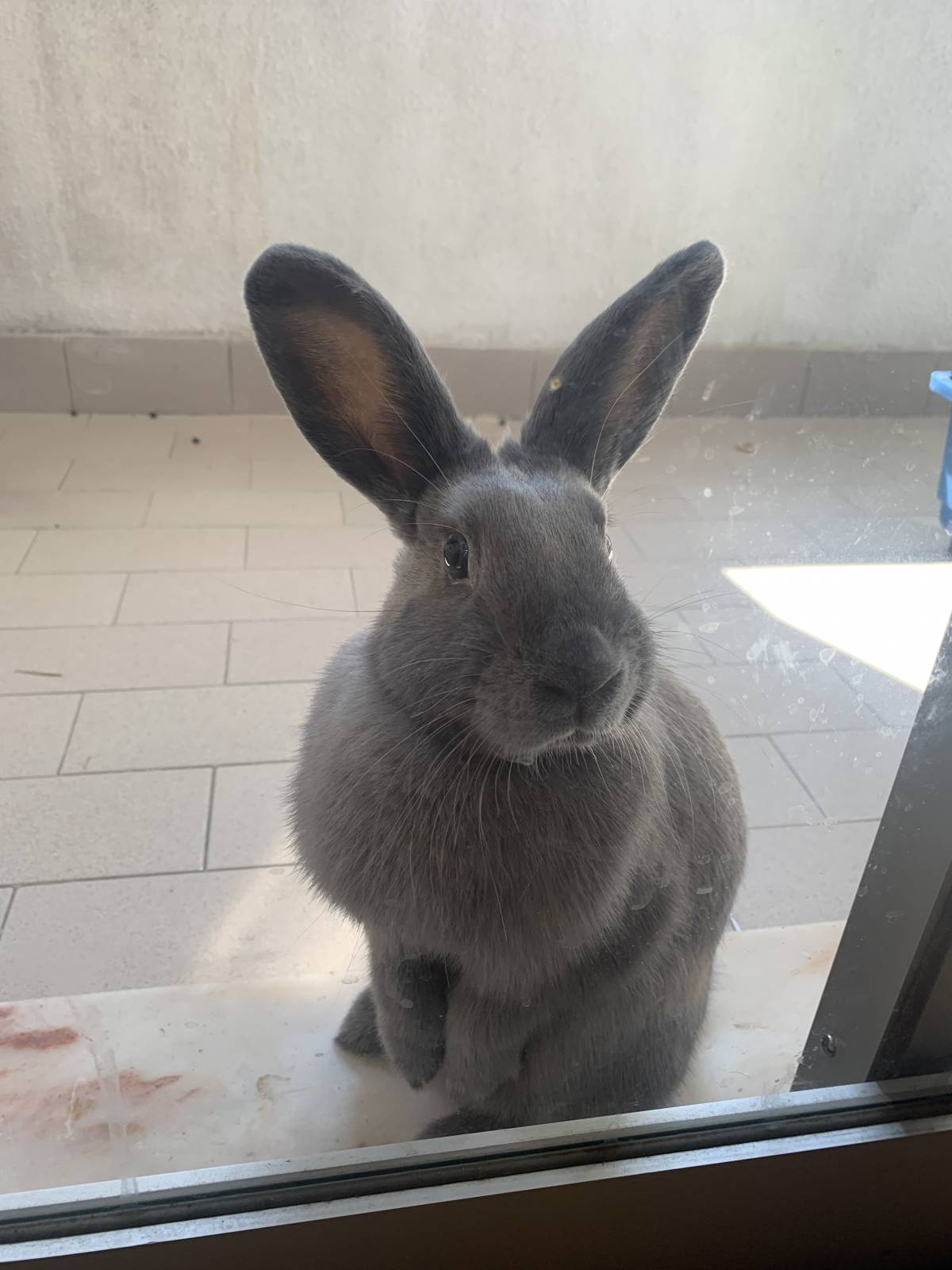 Rita Oliveira - Oeiras - Pet Sitting