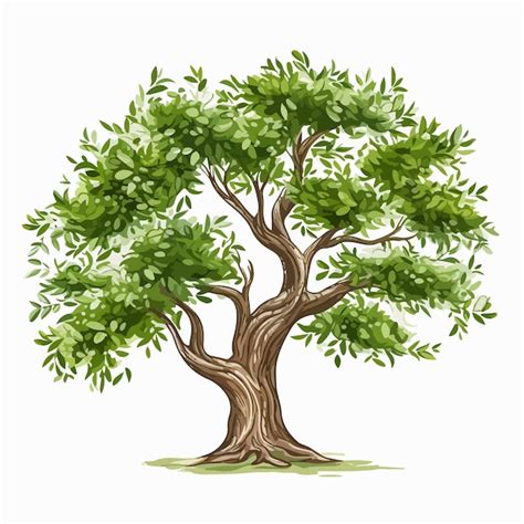 Ricardo Carvalho - Penafiel - Poda e Manutenção de Árvores