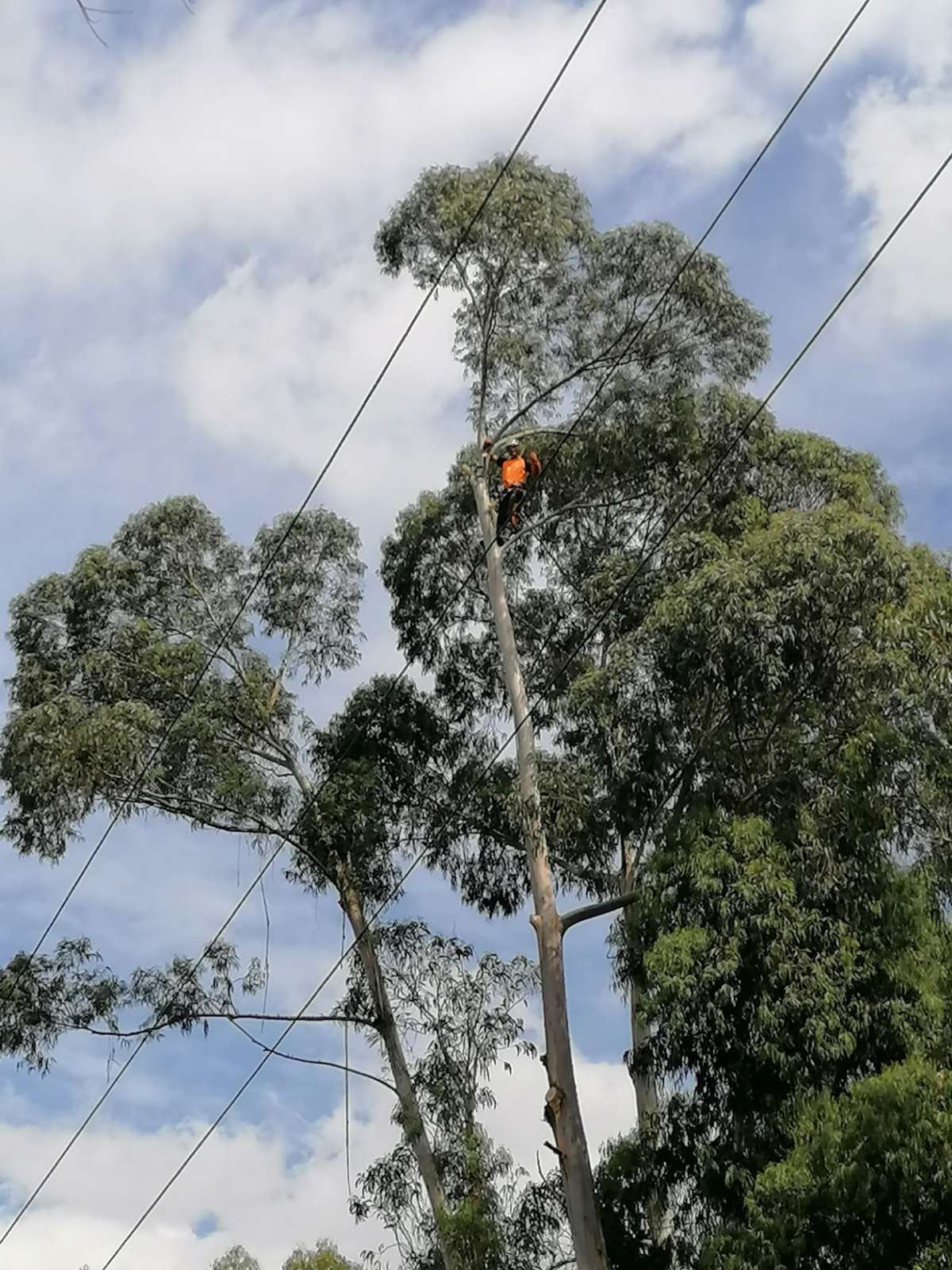 David Antunes - Lousã - Tree Planting
