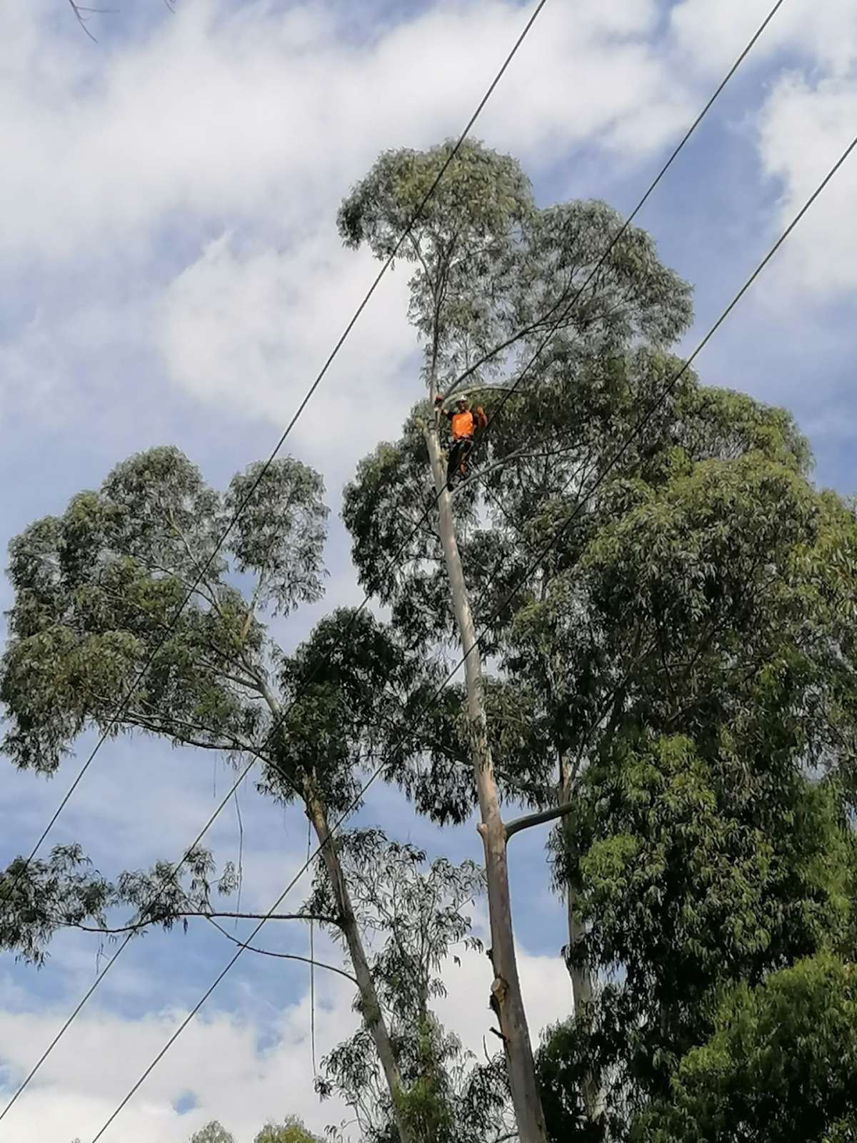 David Antunes - Lousã - Plantação de Árvores