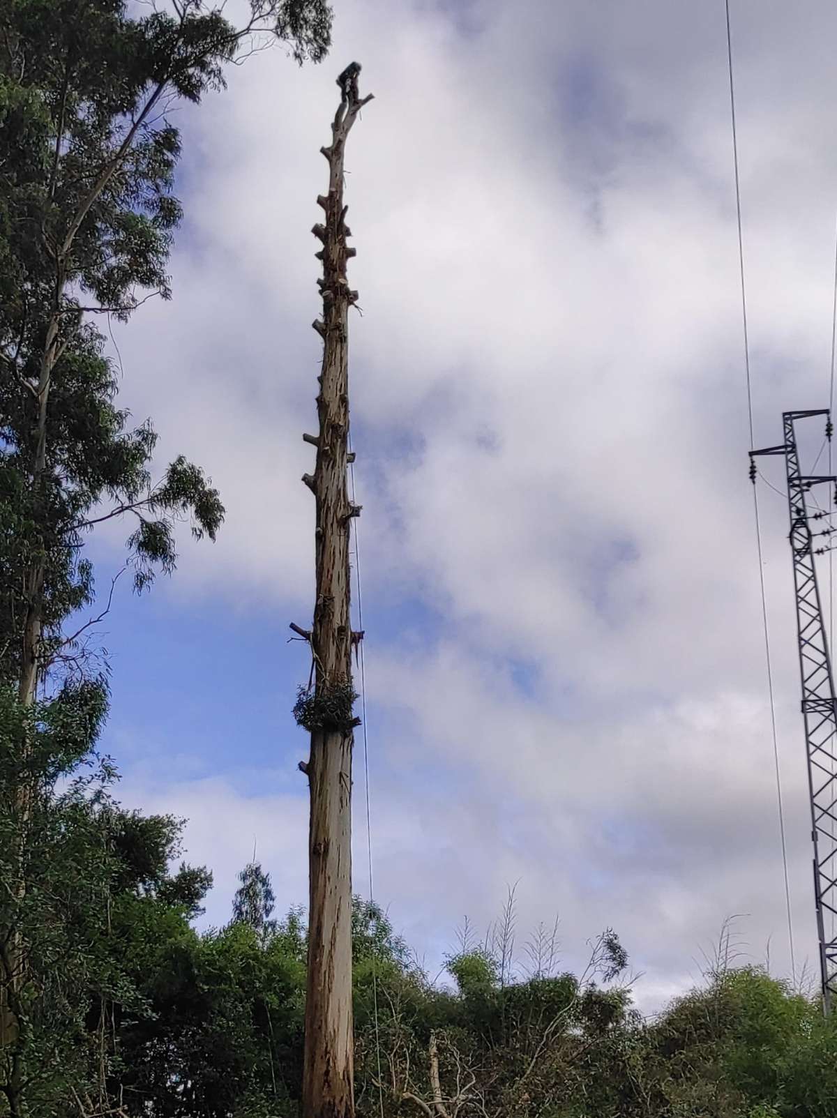 David Antunes - Lousã - Tree Trimming and Maintenance