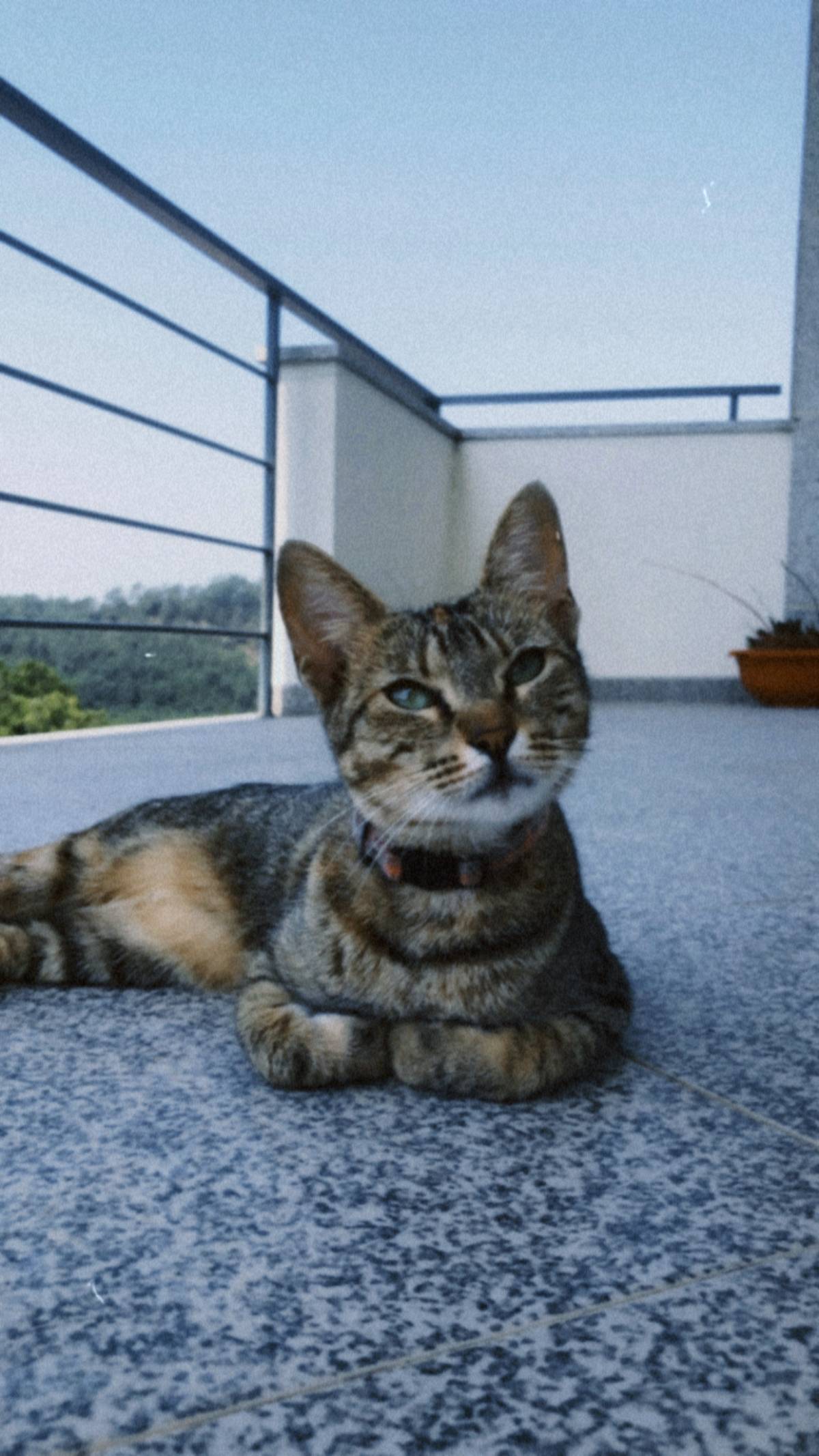 Salty Paw - Esposende - Video Transfer Services