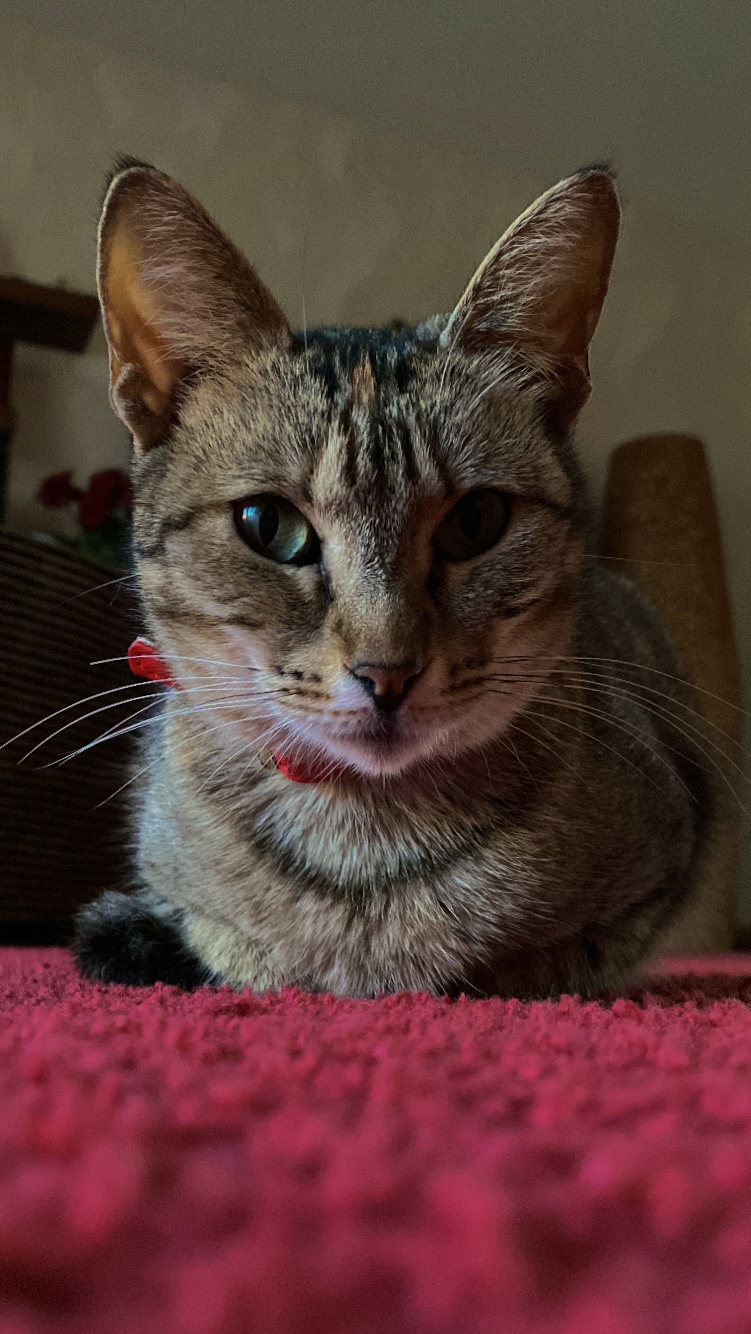 Salty Paw - Esposende - Video conferencing