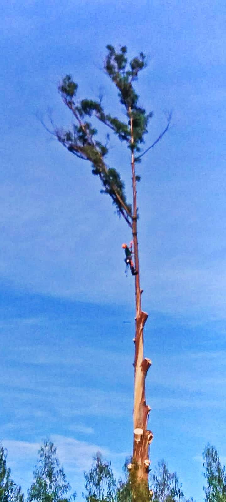 David Antunes - Lousã - Shrub Removal