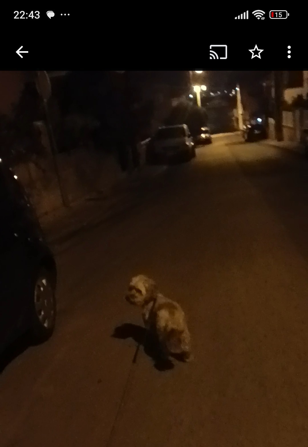 Jully - Odivelas - Paseador de perros