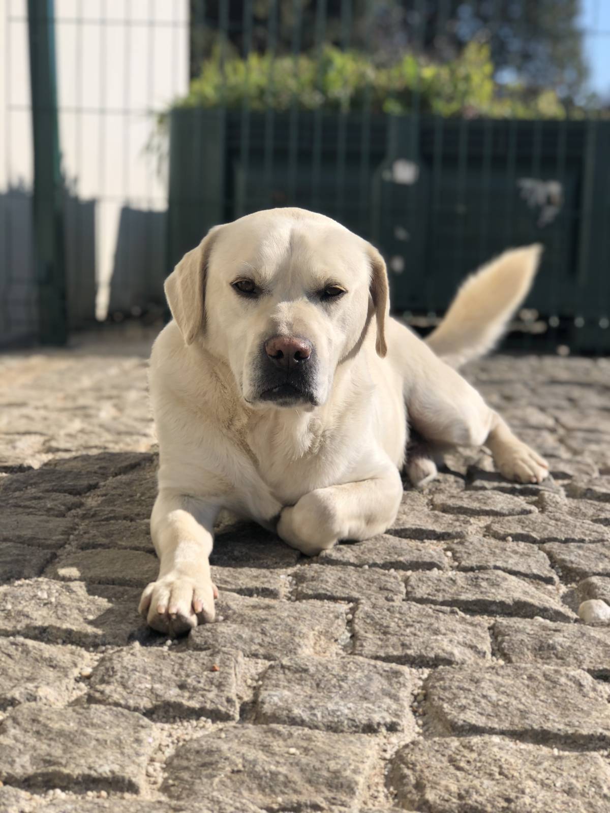 Salty Paw - Esposende - Marketing