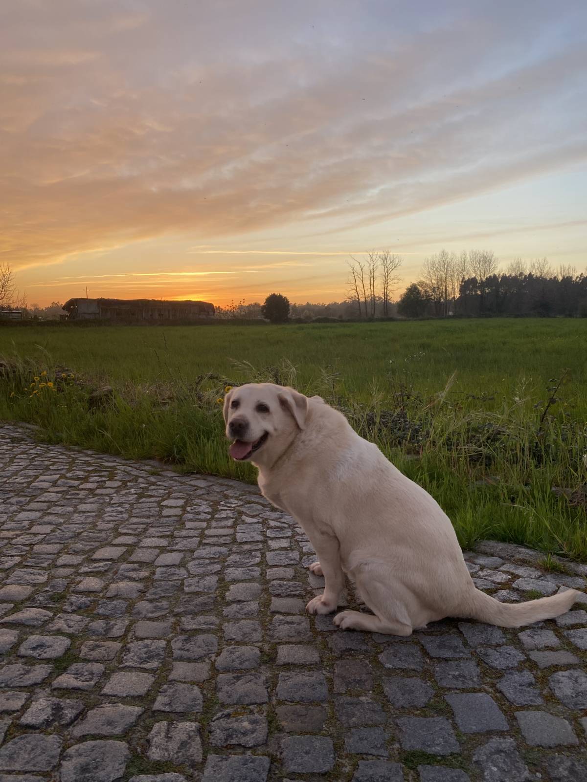 Pettycare - Ovar - Dog Hotel