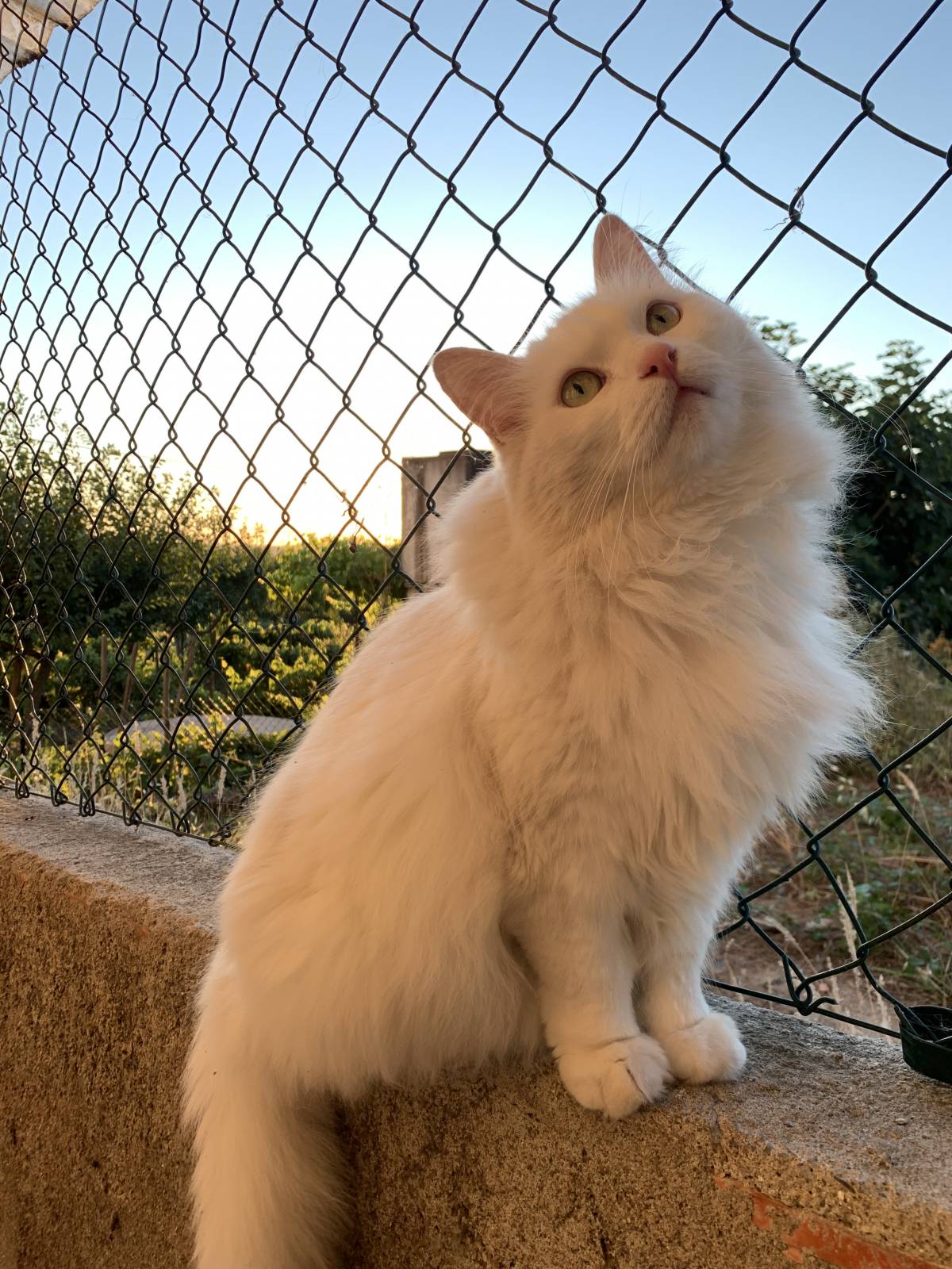 Maria Cruz - Lisboa - Cuidado de mascotas