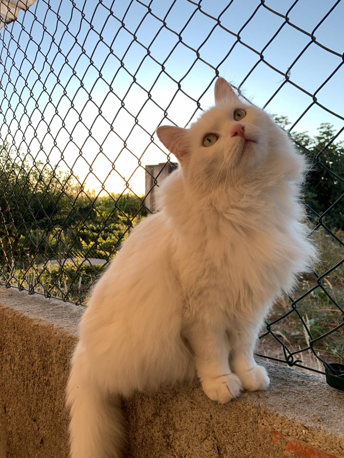 Maria Cruz - Lisboa - Banhos e Tosquias para Animais