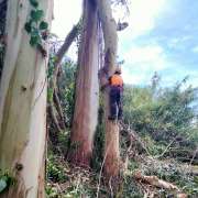 David Antunes - Lousã - Tree Trimming and Maintenance