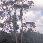 David Antunes - Lousã - Jardinagem