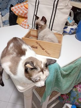 Hotel para Gatos