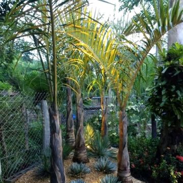 Paisagismo florentius - Braga - Greenhouse Services