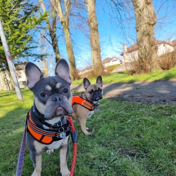 Danielle - Lisboa - Dog Walking