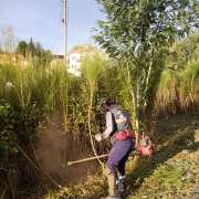Serviços de limpezas Passa Aqui - Covilhã - Remoção de Arbustos