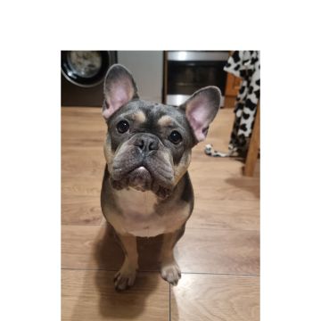Danielle - Lisboa - Dog Sitting