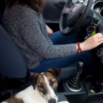 Vetpetting -Bem Estar Animal - Leiria - Creche para Cães