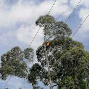 David Antunes - Lousã - Plantação de Árvores