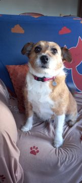Hotel para Cães