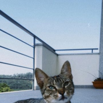 Salty Paw - Esposende - Video Transfer Services