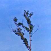 David Antunes - Lousã - Shrub Removal