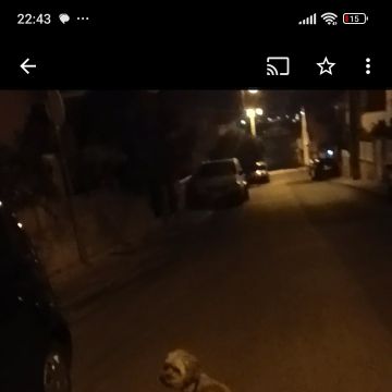 Jully - Odivelas - Paseador de perros