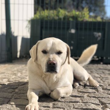 Salty Paw - Esposende - Marketing