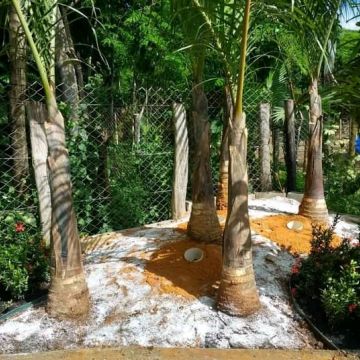 Paisagismo florentius - Braga - Outdoor Landscaping