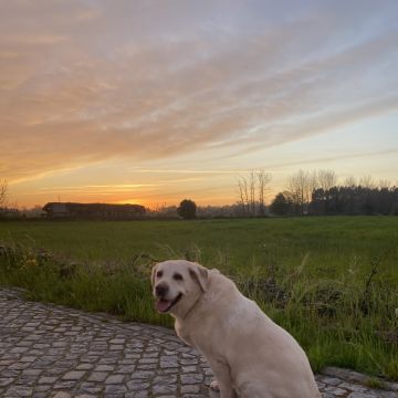 Pettycare - Ovar - Dog Hotel