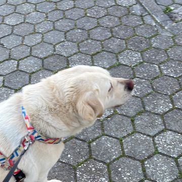 Pettycare - Ovar - Dog Walking