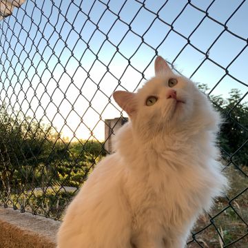 Maria Cruz - Lisboa - Cuidado de mascotas