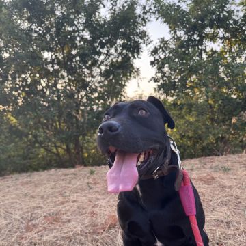Bárbara Judite - Lousada - Promenade de chiens